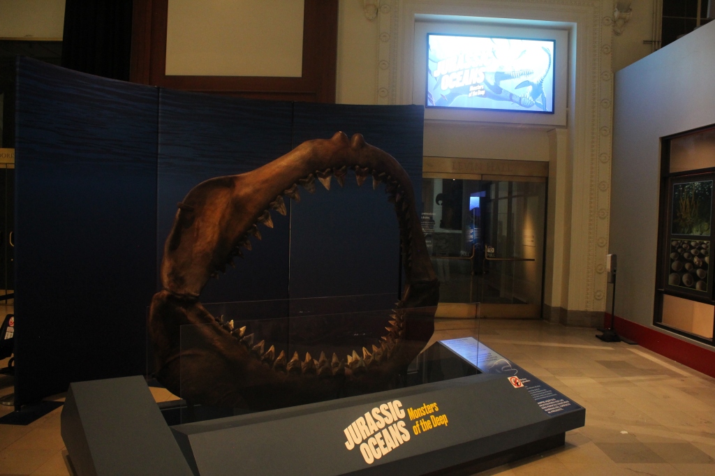 Cast of Otodus megalodon jaws on display outside of Jurassic Oceans: Monsters of the Deep at the Field Museum.