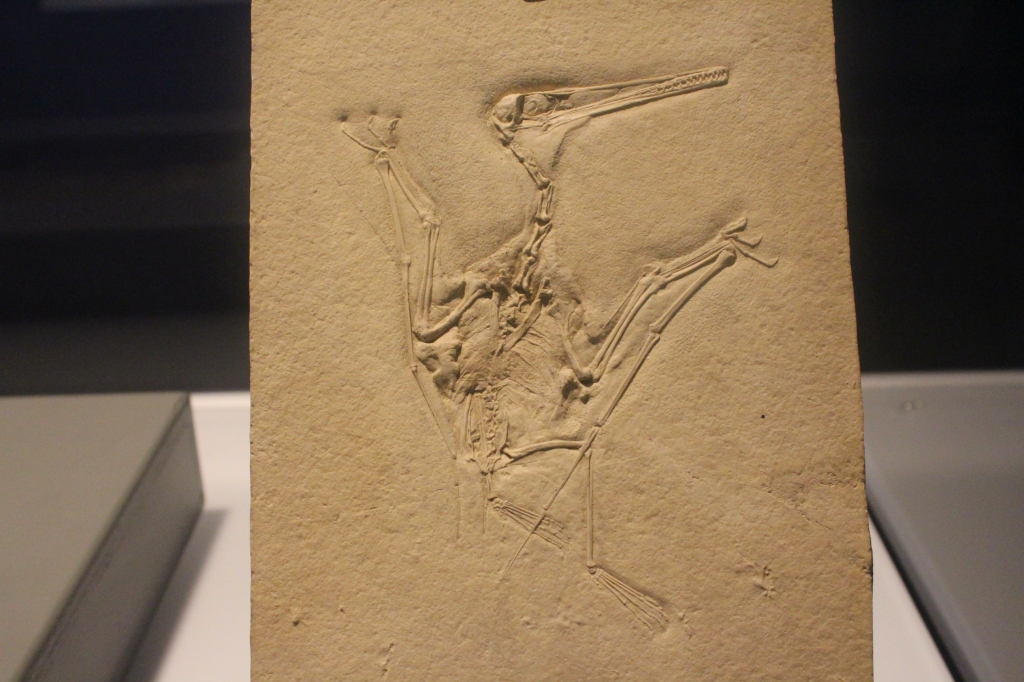 Fossil specimen of Aerodactylus scolopacipeps on display in Jurassic Oceans: Monsters of the Deep at the Field Museum.