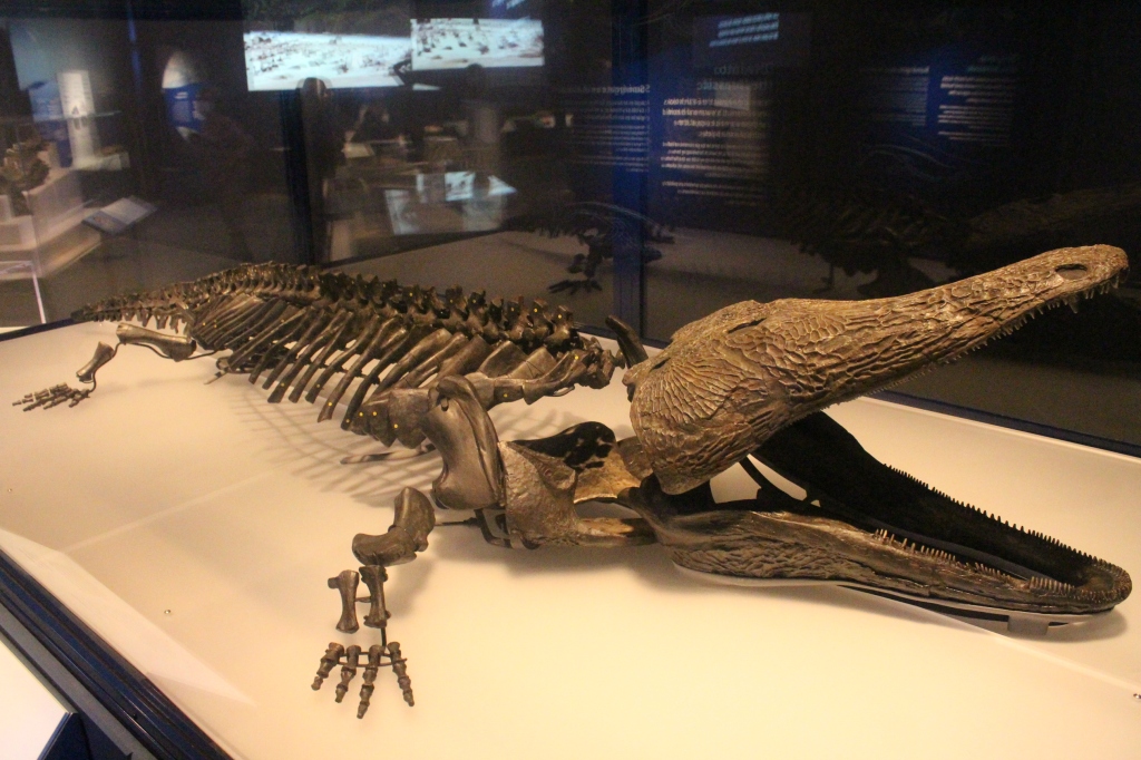 Skeletal cast of Paracyclotosaurus davidi on display in Jurassic Oceans: Monsters of the Deep at the Field Museum.