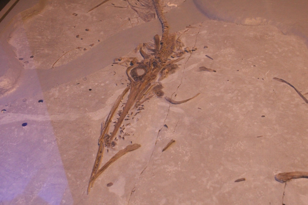 Skeleton of Ichthyosaurus communis preserved with belemnites on display in Jurassic Oceans: Monsters of the Deep at the Field Museum.