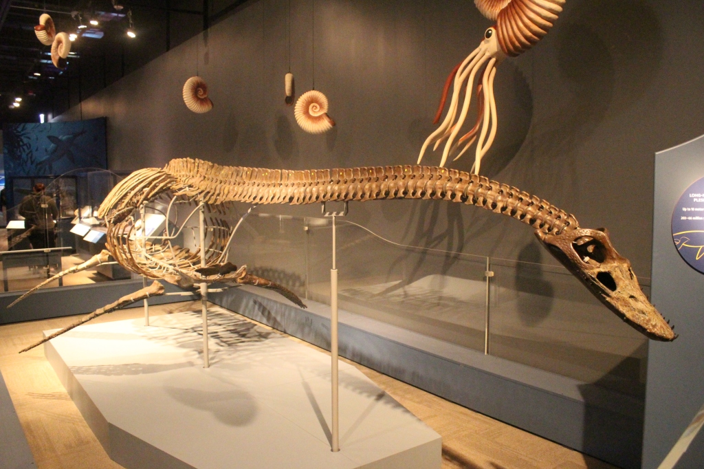 Skeletal cast mount of Futabasaurus suzukii on display in Jurassic Oceans: Monsters of the Deep at the Field Museum.