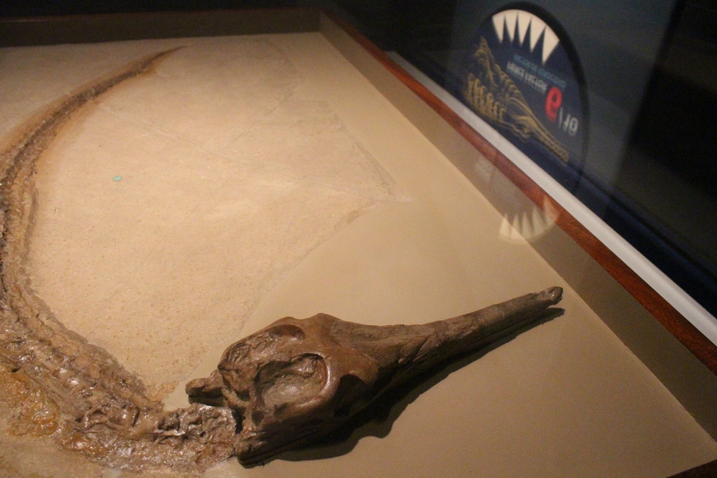 Fossil specimen of Rhacheosaurus gracilis on display in Jurassic Oceans: Monsters of the Deep at the Field Museum.