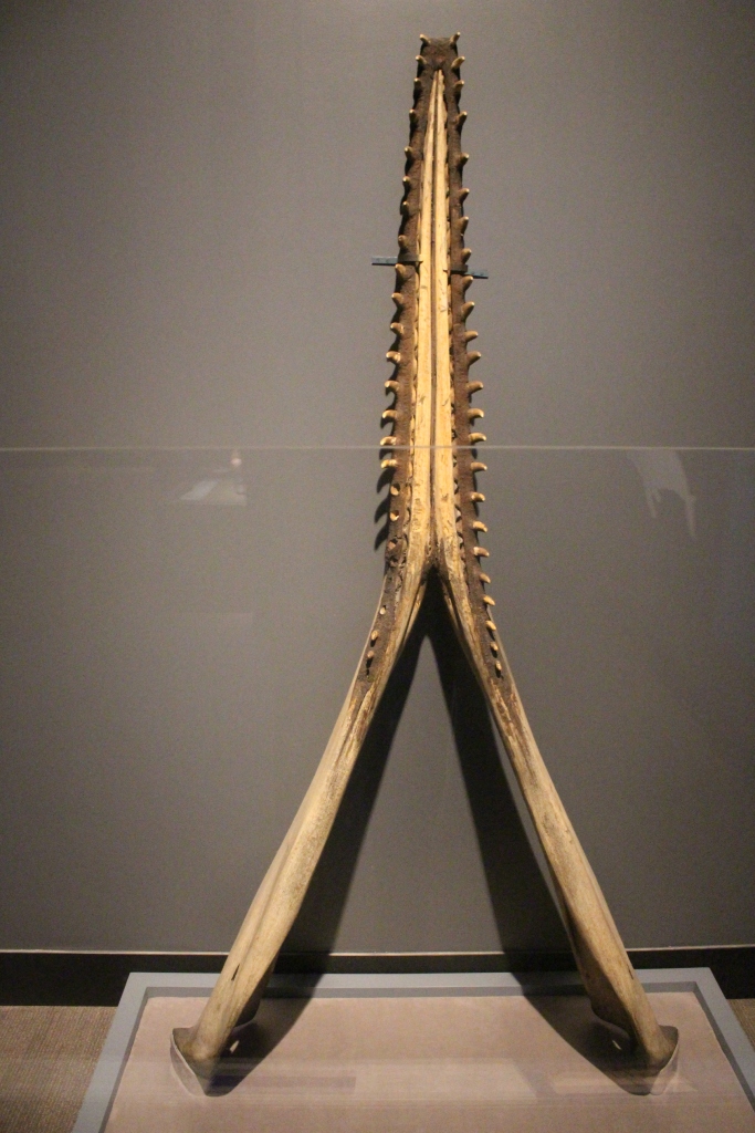 Jaw bone of a sperm whale on display in Jurassic Oceans: Monsters of the Deep at the Field Museum. 