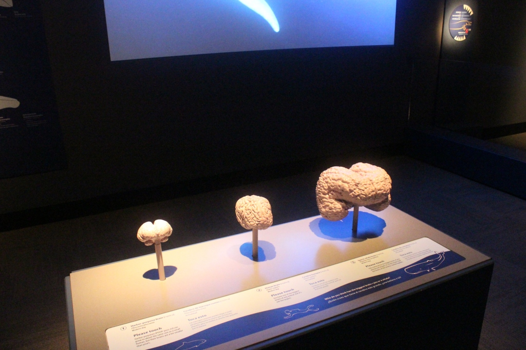 Brain reconstructions of a harbor porpoise, human, and sperm whale on display in Jurassic Oceans: Monsters of the Deep at the Field Museum. 